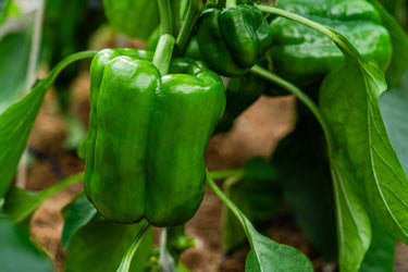 200 BIG GREEN Bell PEPPER Sweet Capsicum Annuum Vegetable Seeds